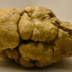 Protagonis Parma di Alba White Truffle Fair