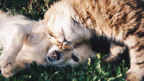 スマートフォン: 動物たちを助けるアプリ