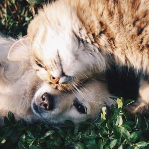 Anjing dan kucing: berapa biaya asuransi dan apa yang ditanggungnya? Semua instruksi