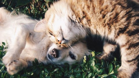 Hund und Katze: Was kostet die Versicherung und was deckt sie ab? Alle Anweisungen