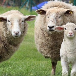 Agricoltura, Sardegna: pastori in crisi e Sos pecore