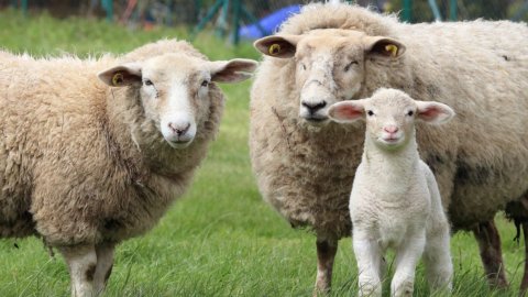 Agriculture, Sardinia: shepherds in crisis and Sos sheep