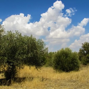 Agricoltura: terreni pubblici all’asta, mutui agevolati per gli under 41