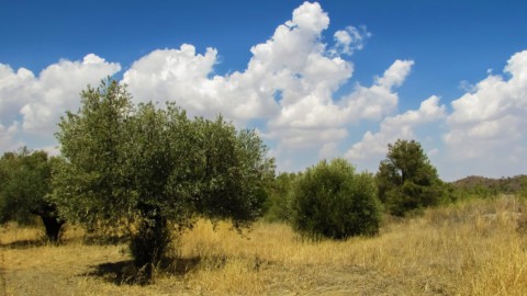 Agricoltura: terreni pubblici all’asta, mutui agevolati per gli under 41