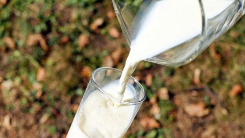 Lait, appellation d'origine obligatoire