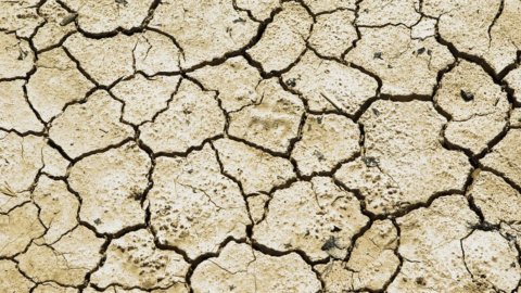 Drought, Coldiretti: crops and milk at risk