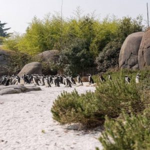 Penguin Cove steht im Internet zum Verkauf