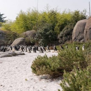 Penguin Cove انٹرنیٹ پر فروخت کے لیے ہے۔