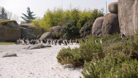 Penguin Cove معروض للبيع على الإنترنت