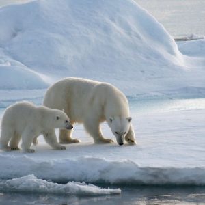 シオイ: 北極で起きていることは、北極を超えて