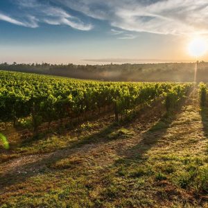 Agricoltura, aiuti: le imprese bussano alla porta