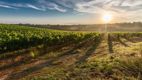 Agricoltura, Coldiretti: “Con i voucher recuperati 50mila posti”