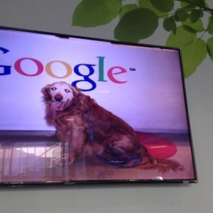 I cani della Silicon Valley: vorreste animali in ufficio?
