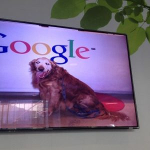 Anjing-anjing Silicon Valley: apakah Anda ingin hewan peliharaan di kantor?