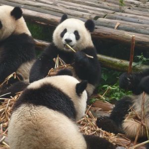 Tokyo Borsası'nda "panda" etkisi