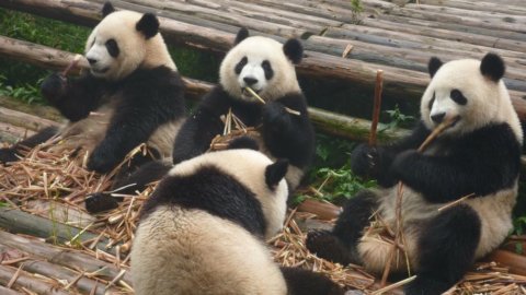 Tokyo, effetto “panda” sulla Borsa