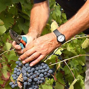 Les vendanges 2017 sont en cours : ce sont les plus précoces du siècle et le vin sera excellent