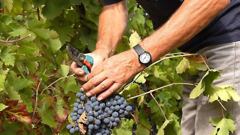 Al via la vendemmia 2017: è la più precoce del secolo e vino sarà ottimo