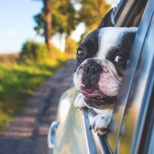 Asuransi perjalanan hewan peliharaan: asuransi kewajiban pihak ketiga untuk anjing dan kucing ada di sini