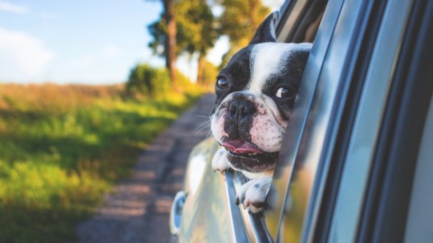 Assicurazione viaggio animali: arriva l’Rc auto per cani e gatti