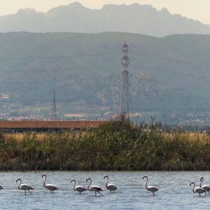 サルデーニャ島と製塩技術者: 沼地ではなく幸福な場所