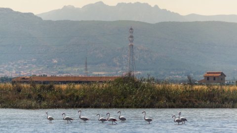 Sardinia dan insinyur garam: tempat kesejahteraan bukannya rawa