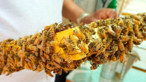 蜂蜜：创纪录的热量，产量减半