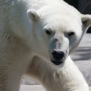 En Bolsa, el miedo llama al Oso y hay prisa por los activos refugio