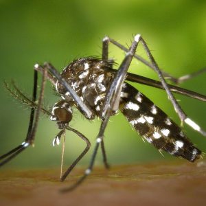 Nyamuk yang terinfeksi, waspada di Anzio